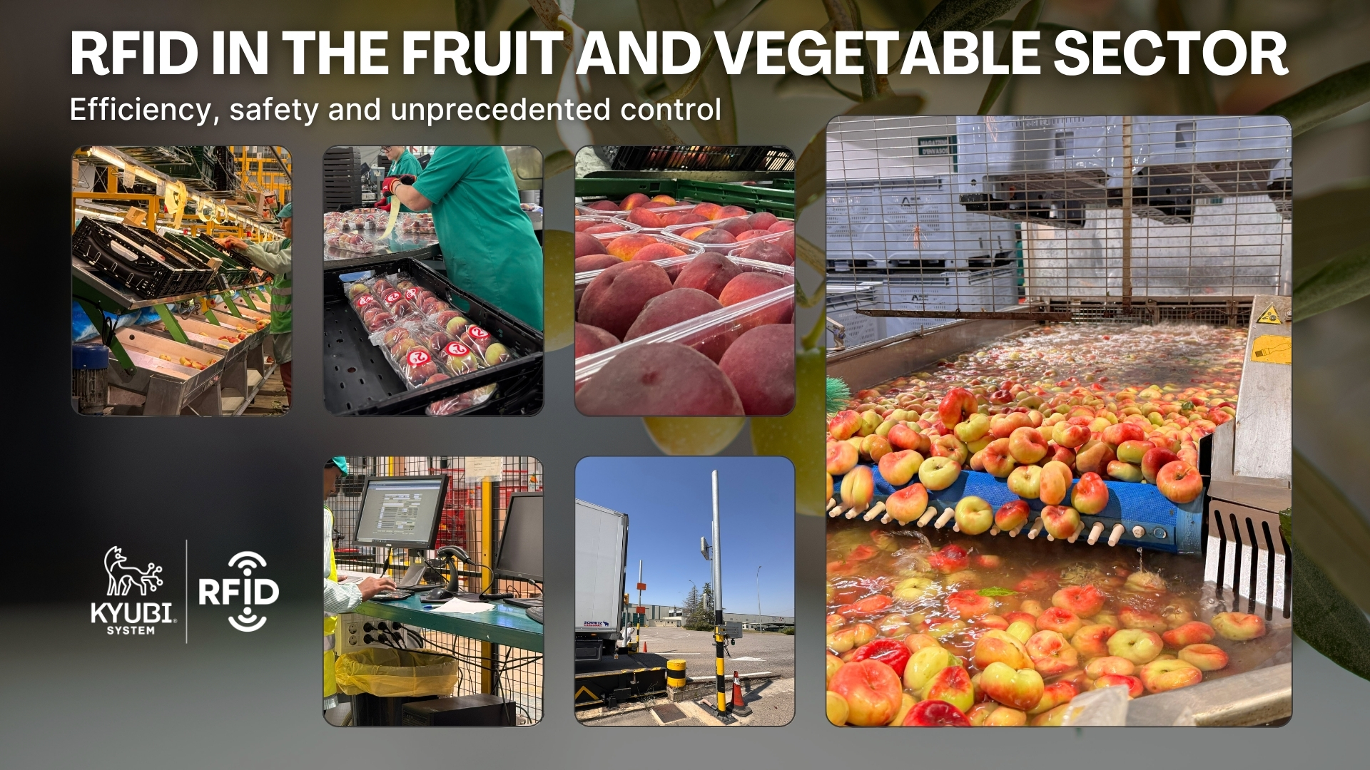 Galería hortofrutícola ESP