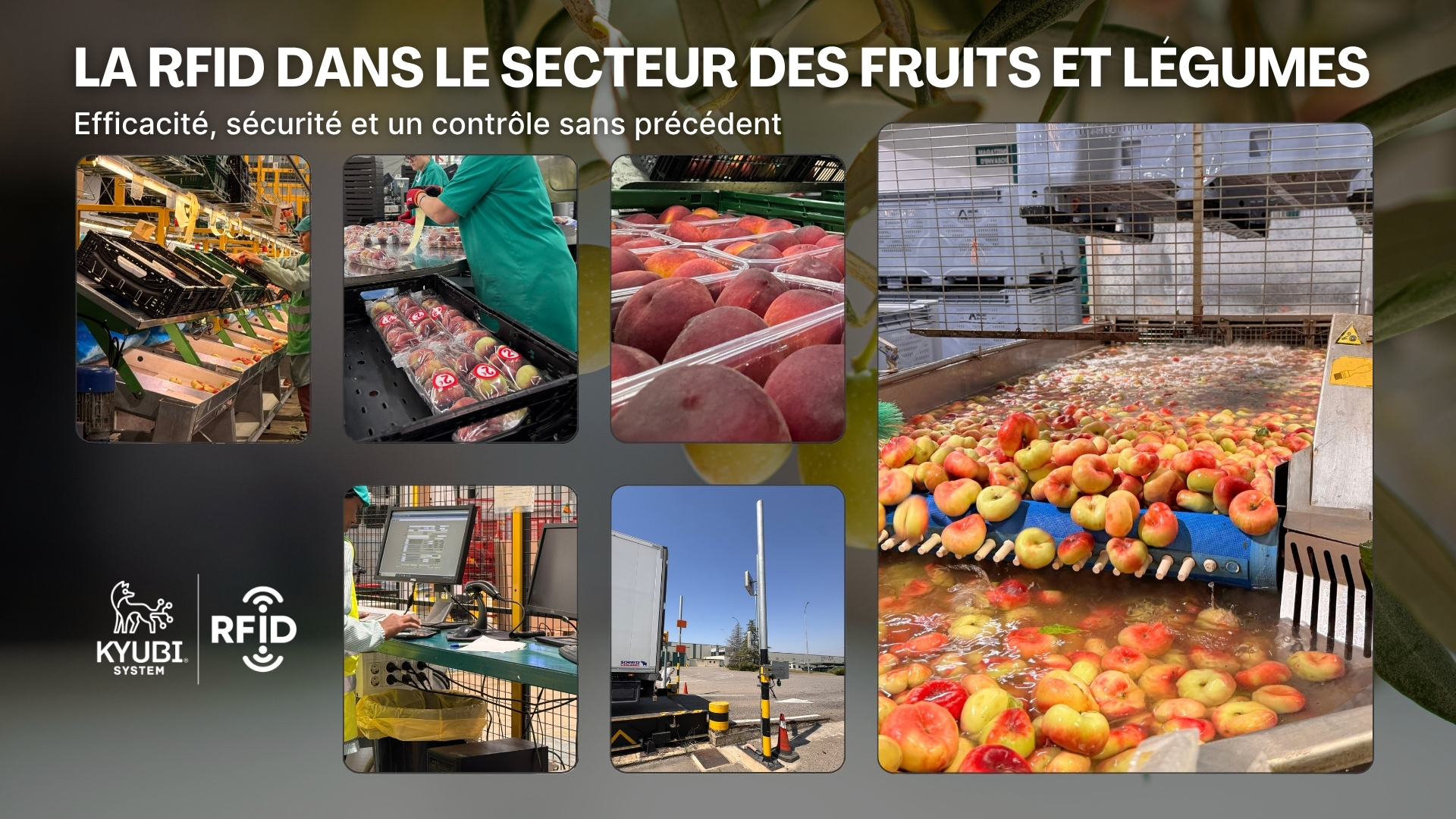 Galería hortofrutícola ESP